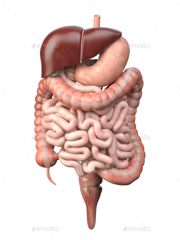 Human Anatomy Digestive